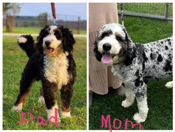 Ashley (Pink Collar) White Factor Blue Merle - Image 7