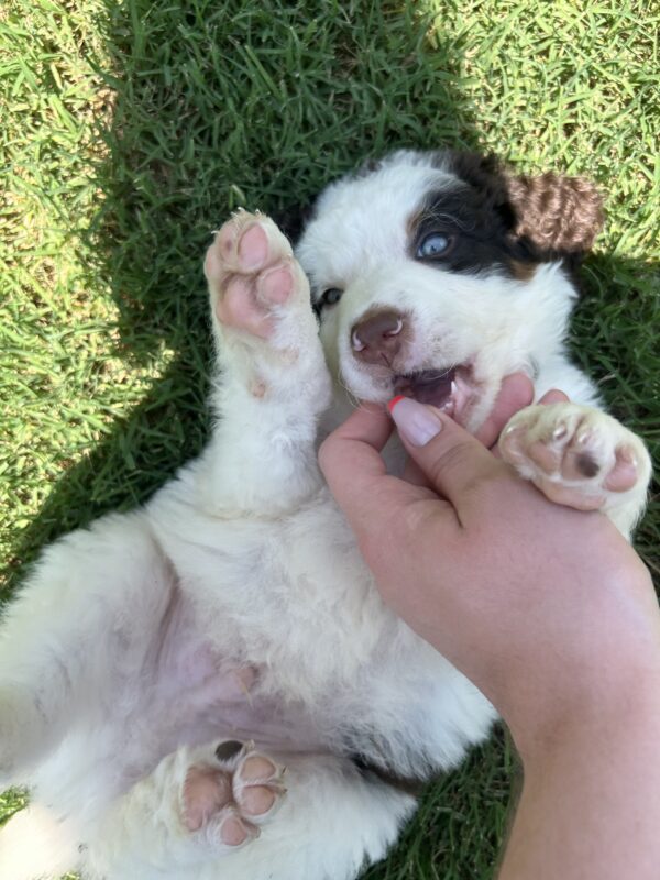 Cash (Brown Collar) Red Tri-2 blue eyes - Image 8