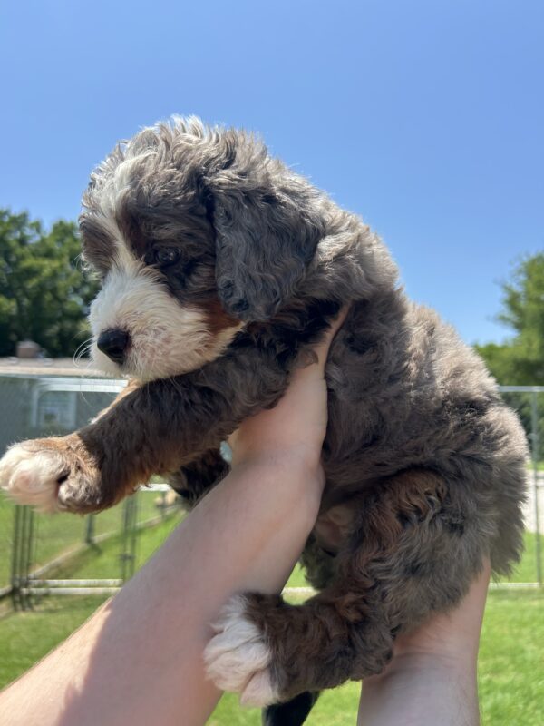 Dolly (Aqua Collar) Blue Merle w tan points - Image 9