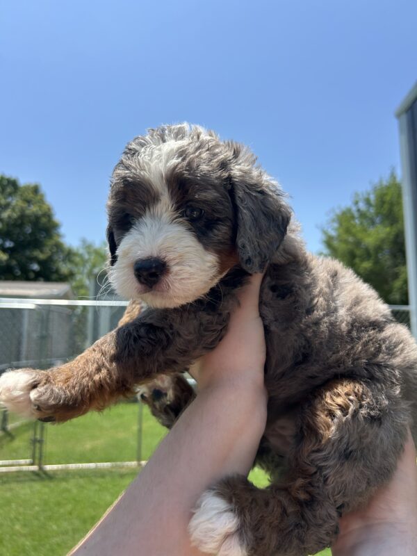 Dolly (Aqua Collar) Blue Merle w tan points - Image 10