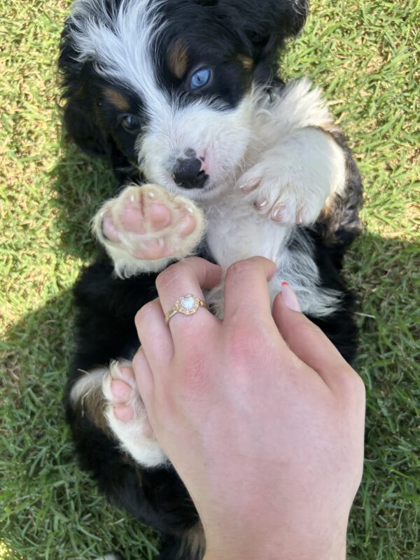 Waylon (Gray Collar) tri color/one blue eye - Image 10