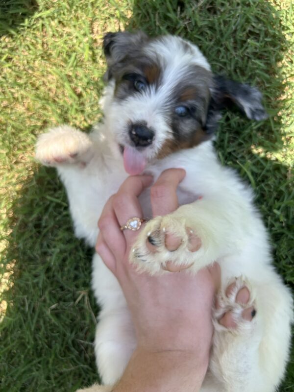 Ashley (Pink Collar) White Factor Blue Merle - Image 9