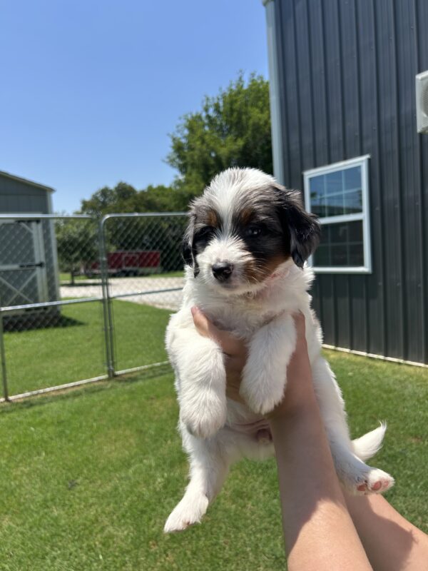 Ashley (Pink Collar) White Factor Blue Merle - Image 10