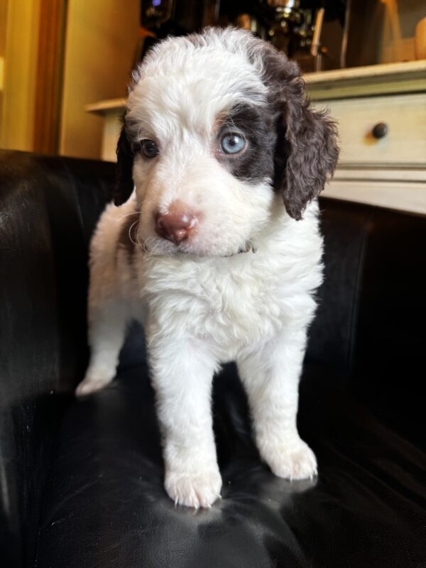 Cash (Brown Collar) Red Tri-2 blue eyes - Image 4