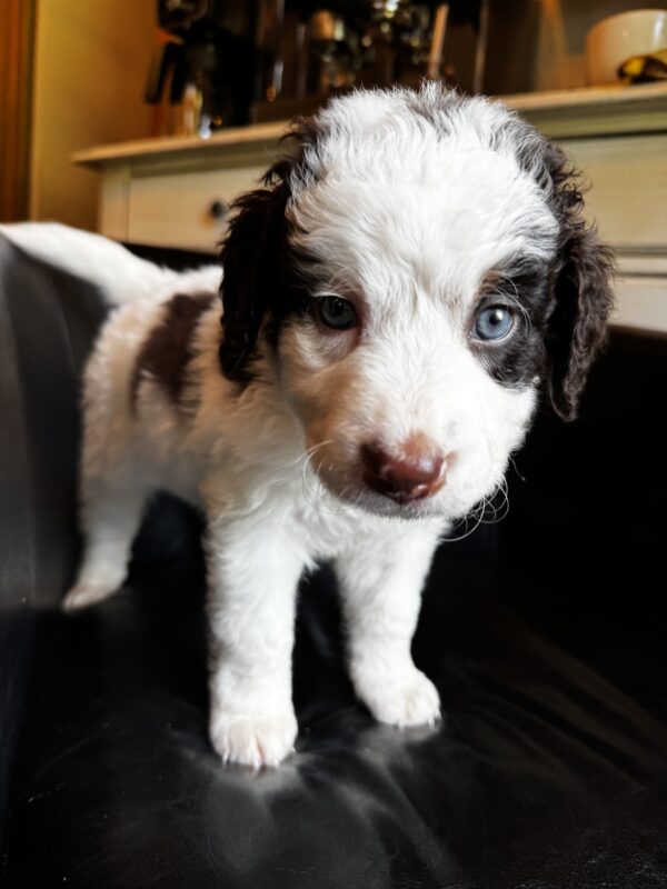Cash (Brown Collar) Red Tri-2 blue eyes - Image 2