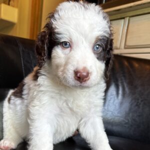 Cash (Brown Collar) Red Tri-2 blue eyes