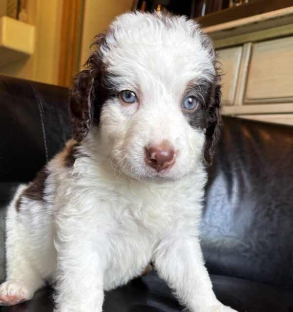 Cash (Brown Collar) Red Tri-2 blue eyes