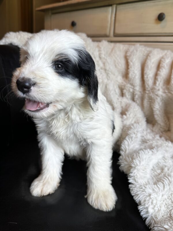 Willie (Blue Collar) - Image 2