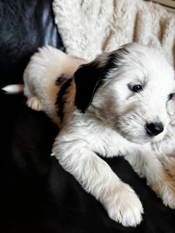 Willie (Blue Collar) - Image 7