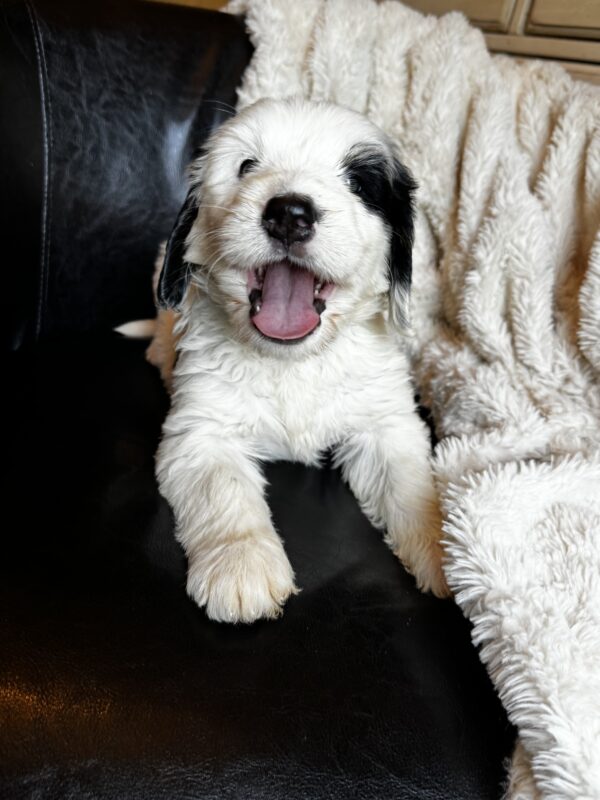 Willie (Blue Collar) - Image 4