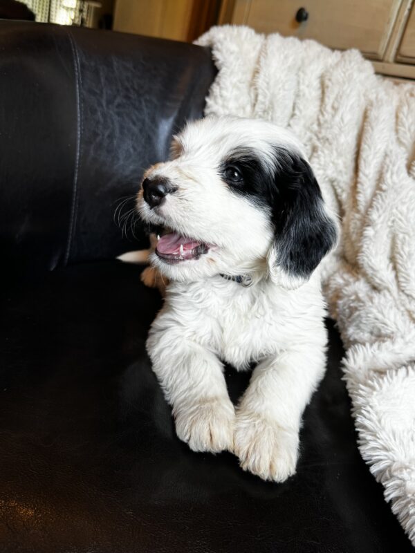 Willie (Blue Collar) - Image 3