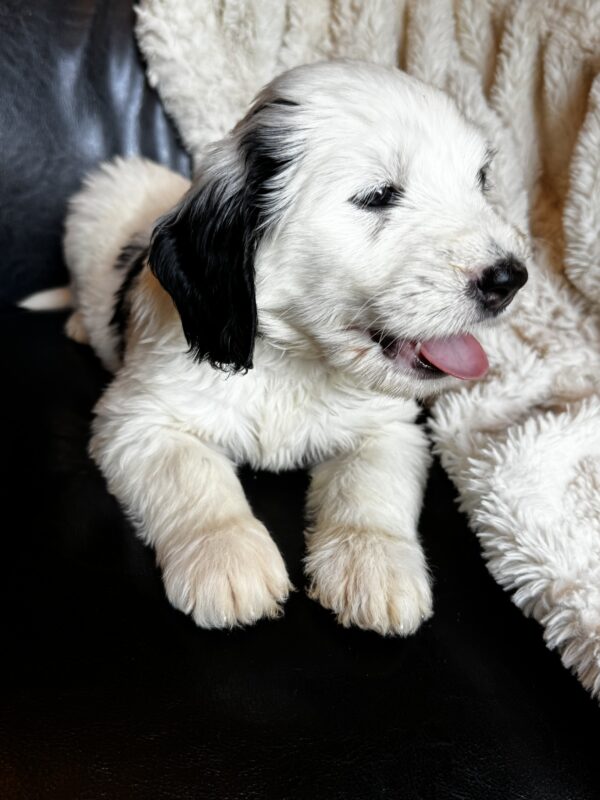 Willie (Blue Collar) - Image 6