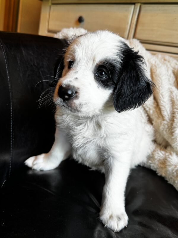 Townes (Black Collar) - Image 3