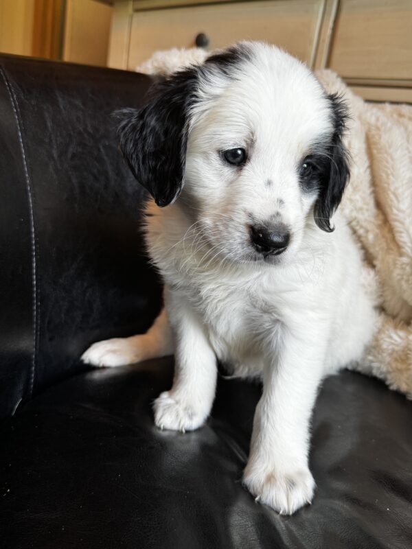 Townes (Black Collar) - Image 2