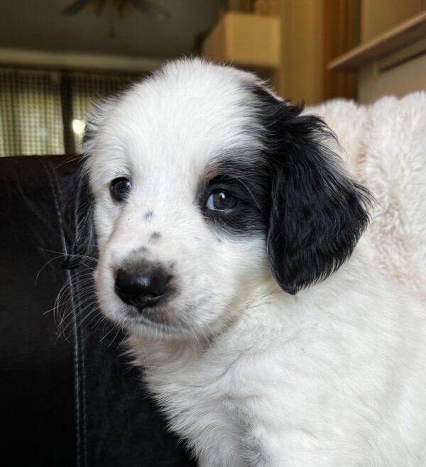 Townes (Black Collar) - Image 7
