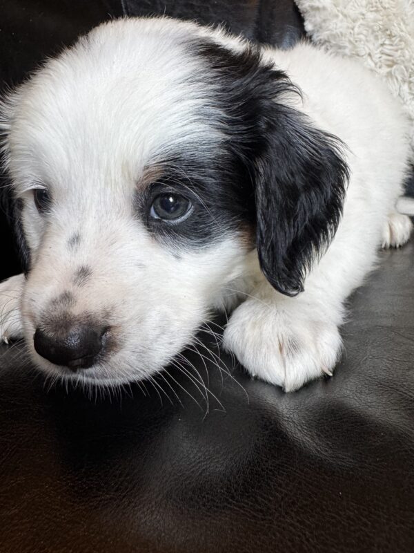 Townes (Black Collar) - Image 5