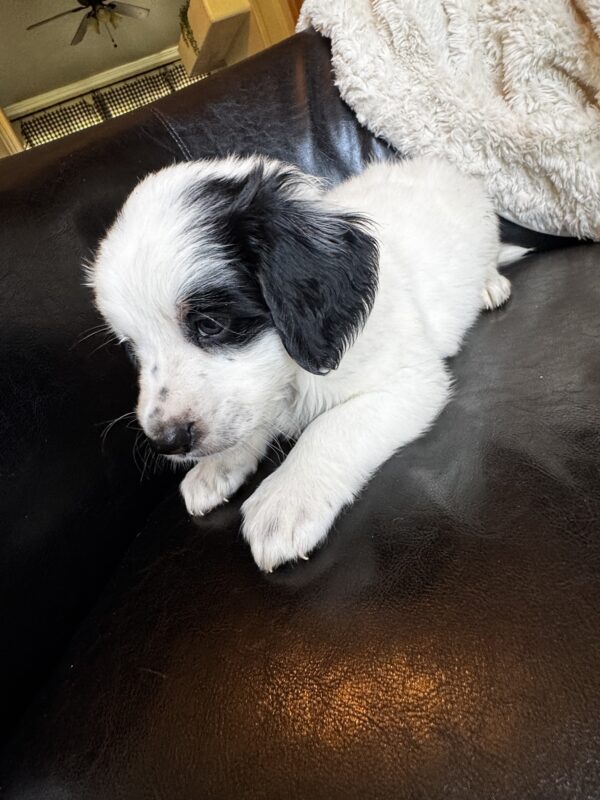 Townes (Black Collar) - Image 4