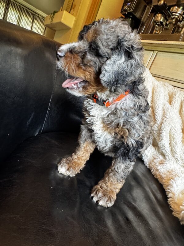Hank (Orange Collar)  Blue Merle w tan points - Image 7