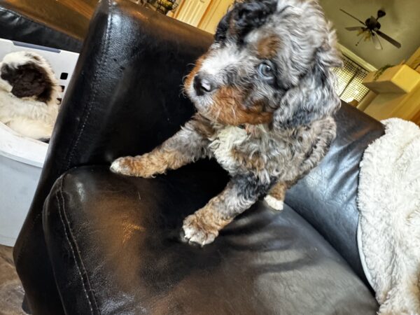 Hank (Orange Collar)  Blue Merle w tan points - Image 6