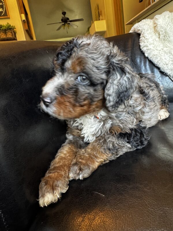 Hank (Orange Collar)  Blue Merle w tan points - Image 4