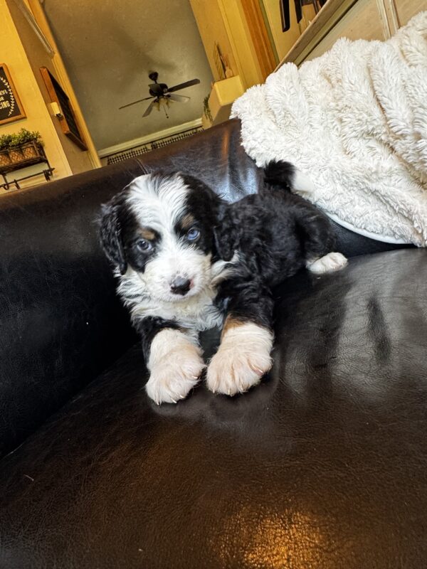Waylon (Gray Collar) tri color/one blue eye - Image 7