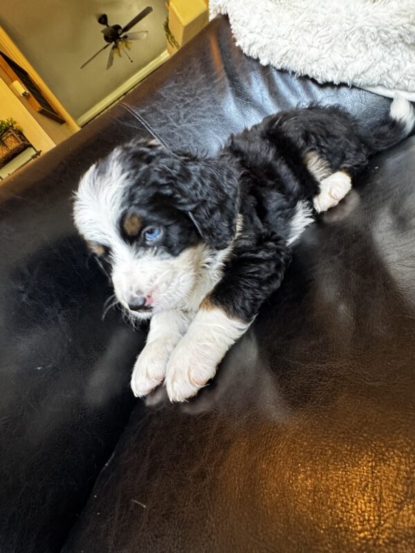 Waylon (Gray Collar) tri color/one blue eye - Image 3