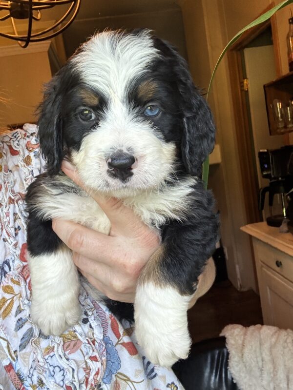 Waylon (Gray Collar) tri color/one blue eye - Image 4