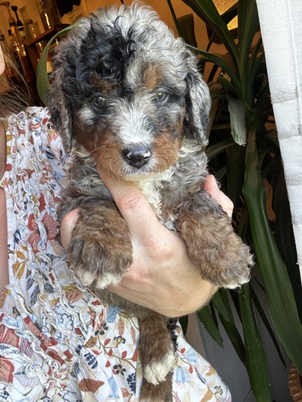 Hank (Orange Collar)  Blue Merle w tan points - Image 2