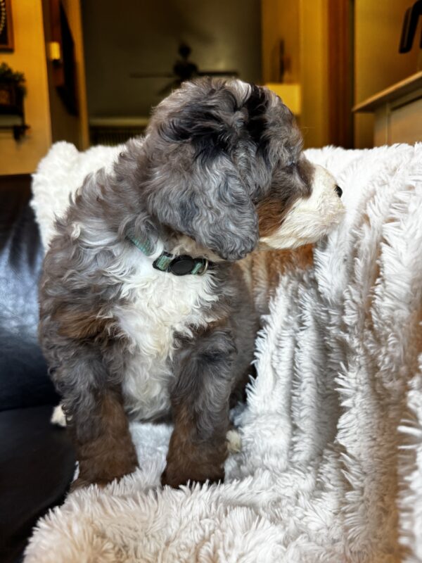 Dolly (Aqua Collar) Blue Merle w tan points - Image 7