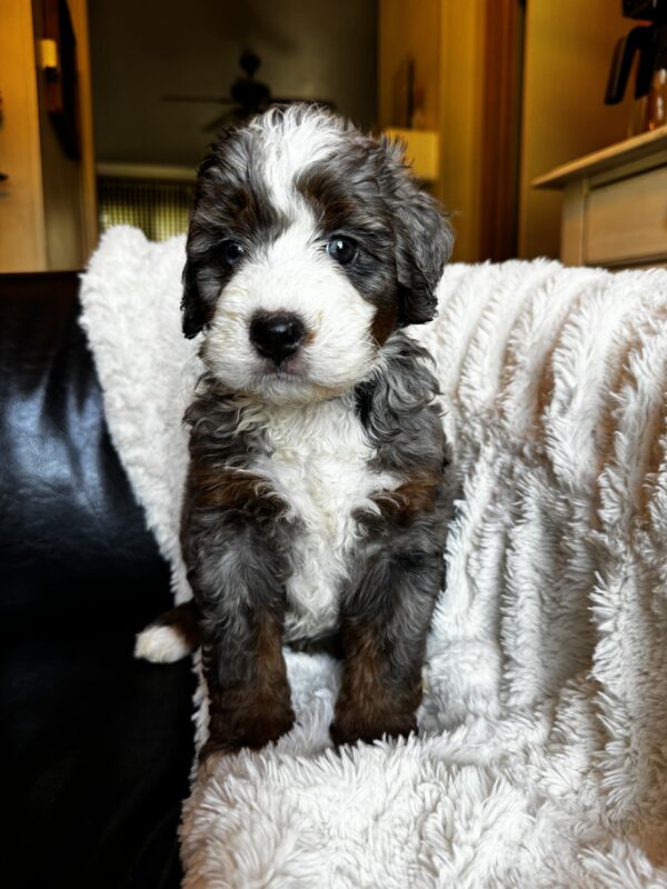 Dolly (Aqua Collar) Blue Merle w tan points - Image 6