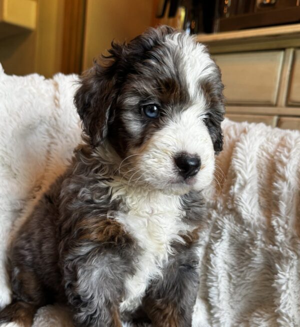 Dolly (Aqua Collar) Blue Merle w tan points - Image 5