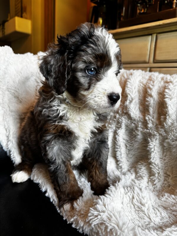Dolly (Aqua Collar) Blue Merle w tan points - Image 2