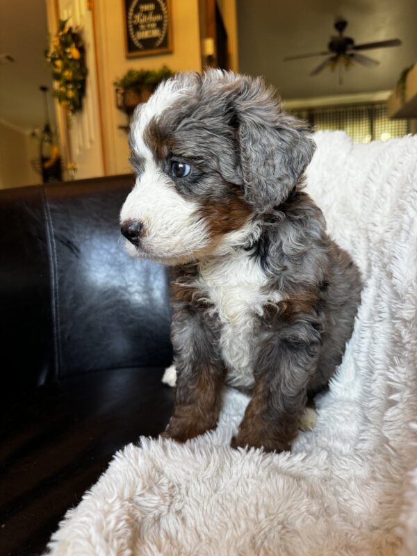 Dolly (Aqua Collar) Blue Merle w tan points - Image 3