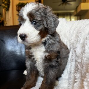 Dolly (Aqua Collar) Blue Merle w tan points