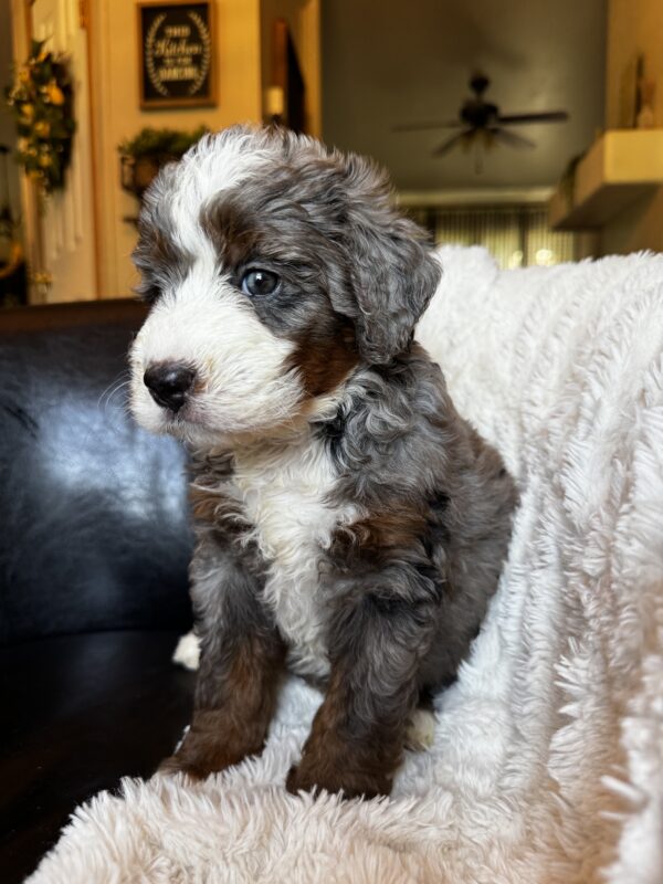 Dolly (Aqua Collar) Blue Merle w tan points