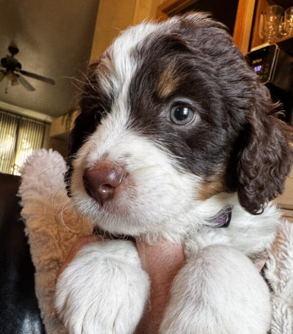 Lucinda (Purple Collar) Red Tri