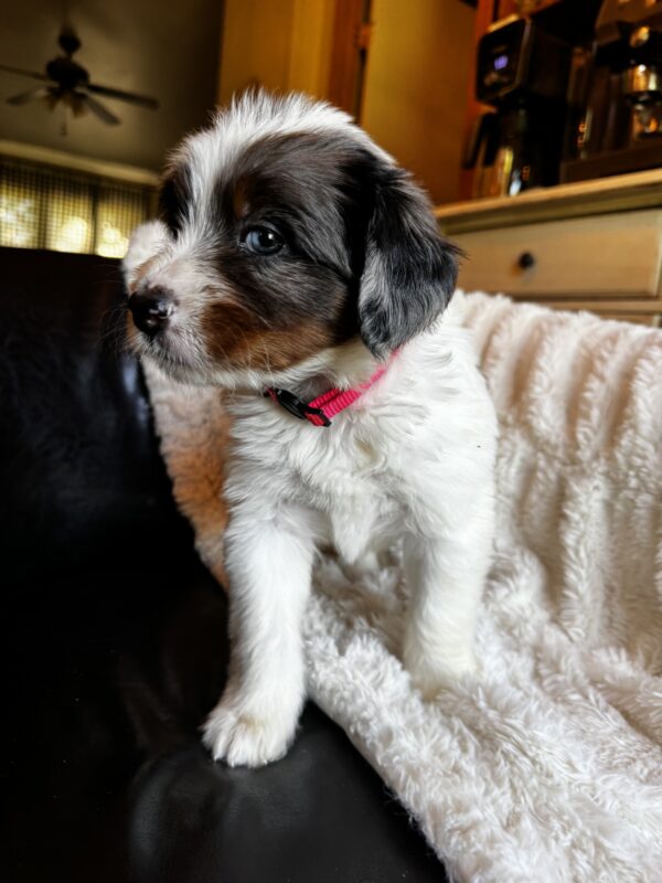 Ashley (Pink Collar) White Factor Blue Merle - Image 8