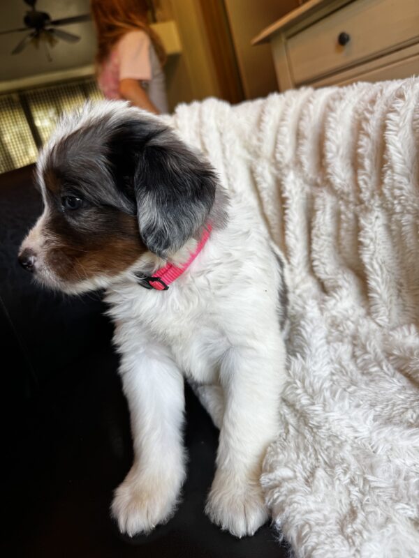 Ashley (Pink Collar) White Factor Blue Merle - Image 6