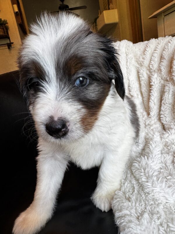 Ashley (Pink Collar) White Factor Blue Merle - Image 2