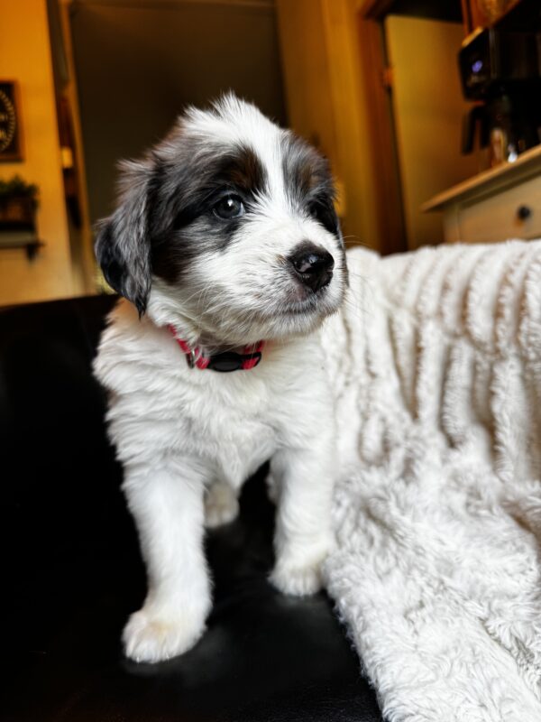 Ashley (Pink Collar) White Factor Blue Merle - Image 3