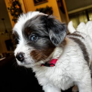 Ashley (Pink Collar) White Factor Blue Merle