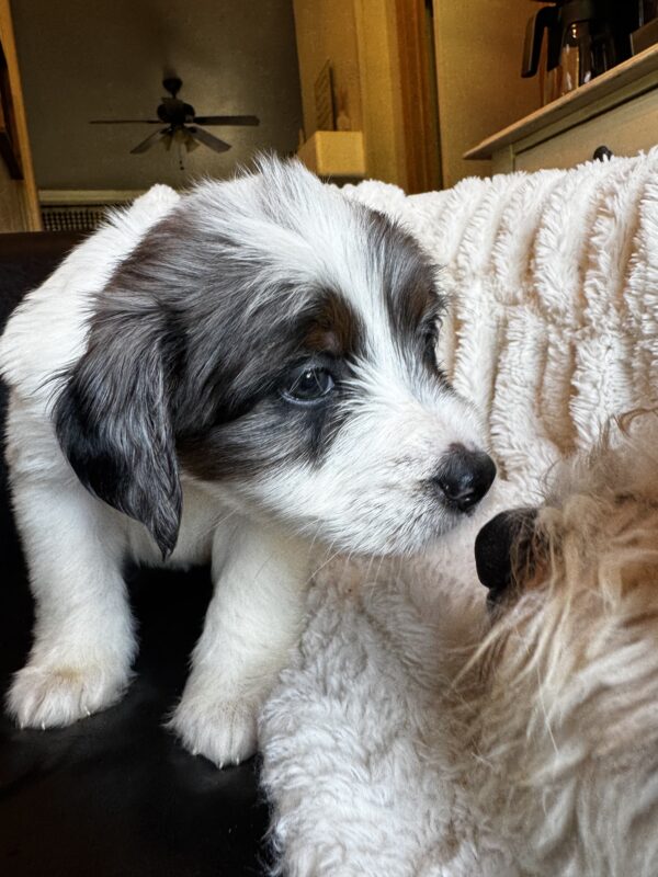 Ashley (Pink Collar) White Factor Blue Merle - Image 5