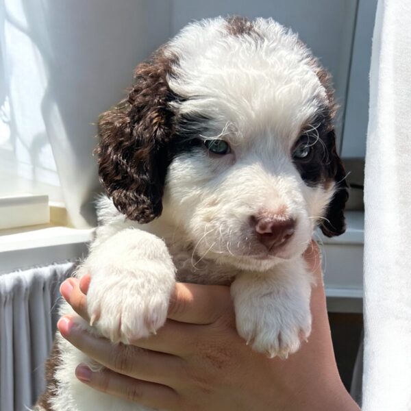 Cash (Brown Collar) Red Tri-2 blue eyes - Image 7
