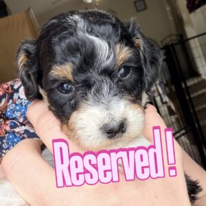 Truffle~F1BB Micro Bernedoodle