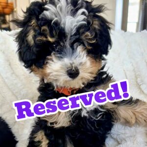 Biscotti~F1BB Micro Bernedoodle