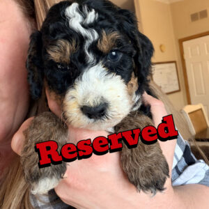 Max~F1BB Micro Bernedoodle