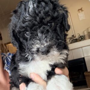 Timber~F1BB Micro Bernedoodle