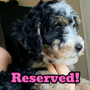 Meadow~F1BB Micro Bernedoodle