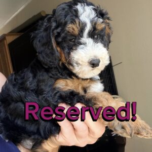 Juniper~F1BB Micro Bernedoodle